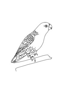 Parakeet coloring page