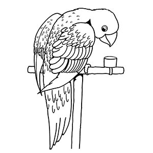 Parakeet coloring pages