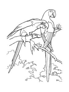 Parrot coloring page