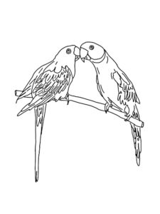 Parrot coloring page