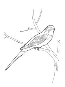 Parrot coloring page