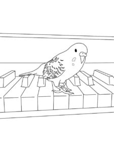 Parrot coloring page