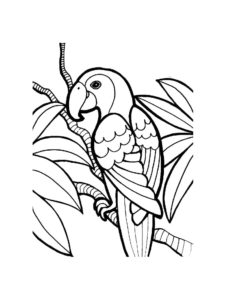 Parrot coloring page