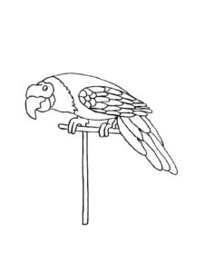 Parrot coloring page