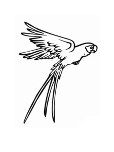 Parrot coloring page