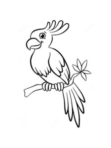 Parrot coloring page