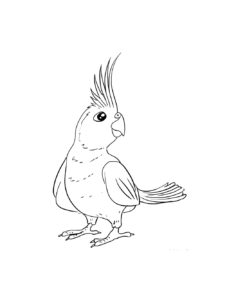 Parrot coloring page