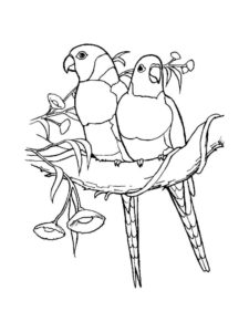 Parrot coloring page