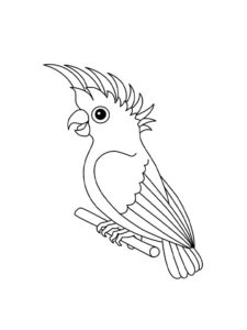 Parrot coloring page