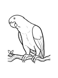 Parrot coloring page