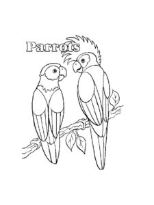 Parrot coloring page