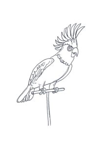 Parrot coloring page