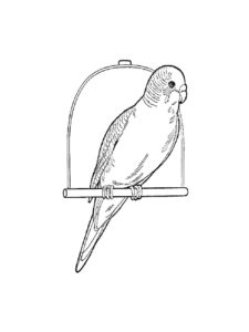 Parrot coloring page