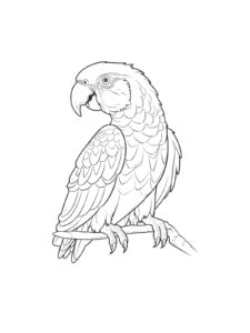 Parrot coloring page