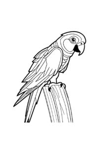 Parrot coloring page