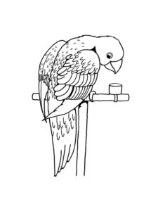 Parrot coloring page