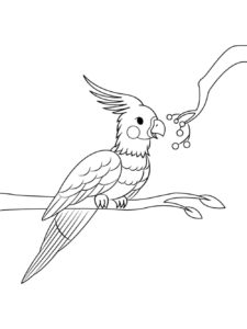 Parrot coloring page