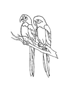 Parrot coloring page