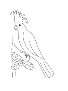 Parrot coloring page