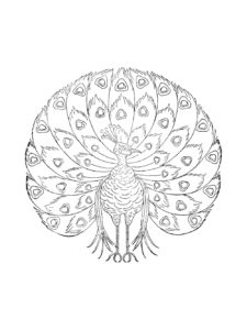 Peacock coloring page