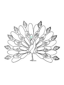 Peacock coloring page