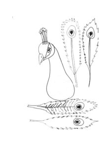 Peacock coloring page