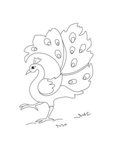 Peacock coloring page