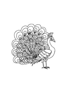 Peacock coloring page