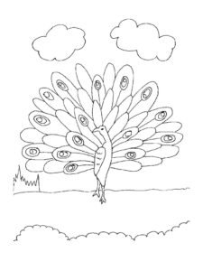 Peacock coloring page