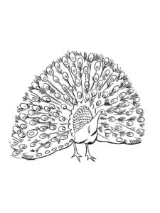 Peacock coloring page