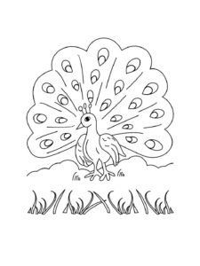 Peacock coloring page