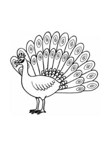 Peacock coloring page