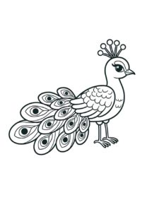 Peacock coloring page