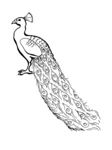 Peacock coloring page