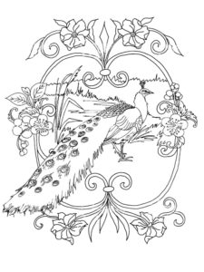 Peacock coloring page