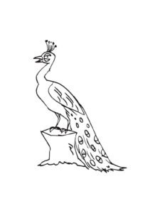 Peacock coloring page