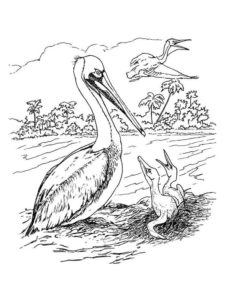 Pelican coloring page