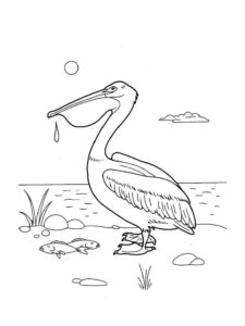 Pelican coloring page