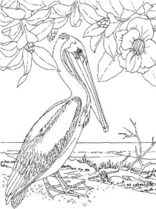 Pelican coloring page