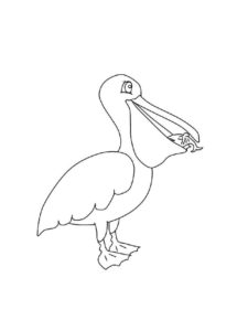 Pelican coloring page