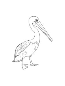 Pelican coloring page