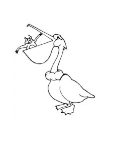 Pelican coloring page