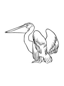 Pelican coloring page