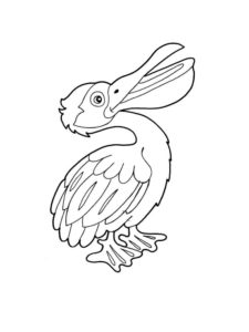 Pelican coloring page