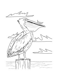 Pelican coloring page