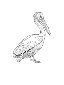 Pelican coloring page