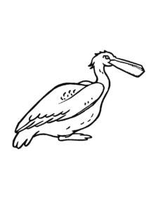 Pelican coloring page