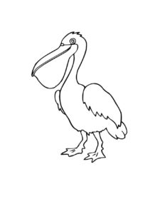 Pelican coloring page