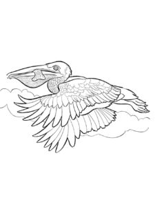 Pelican coloring page