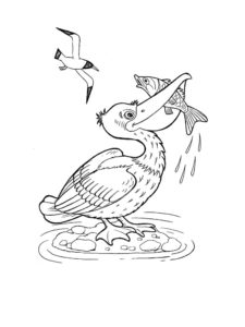 Pelican coloring page